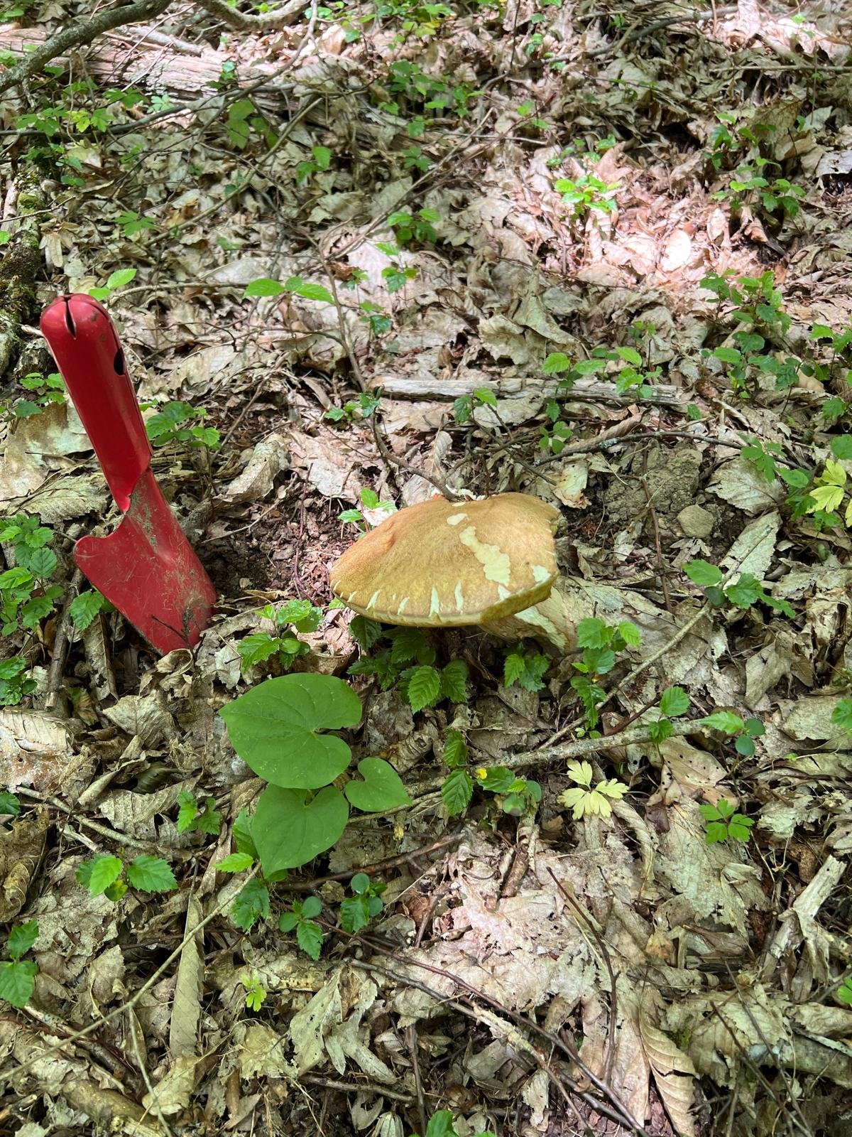 Field sampling for project