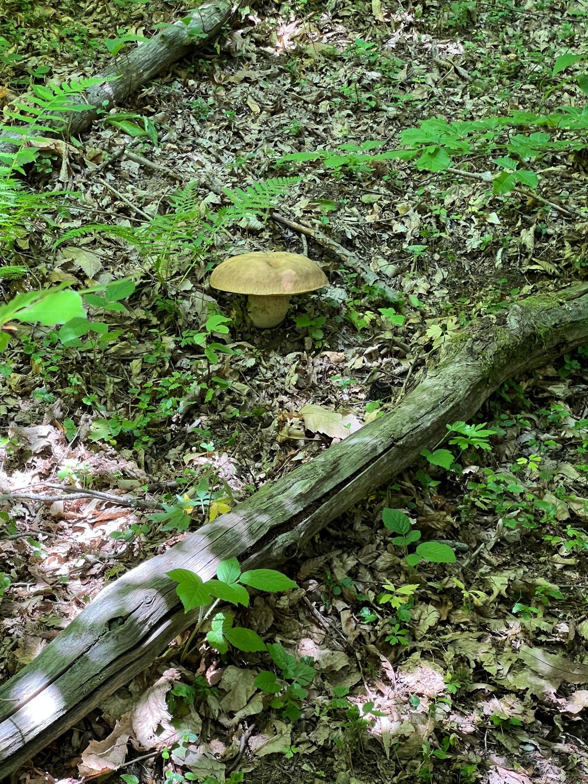 Field sampling for project