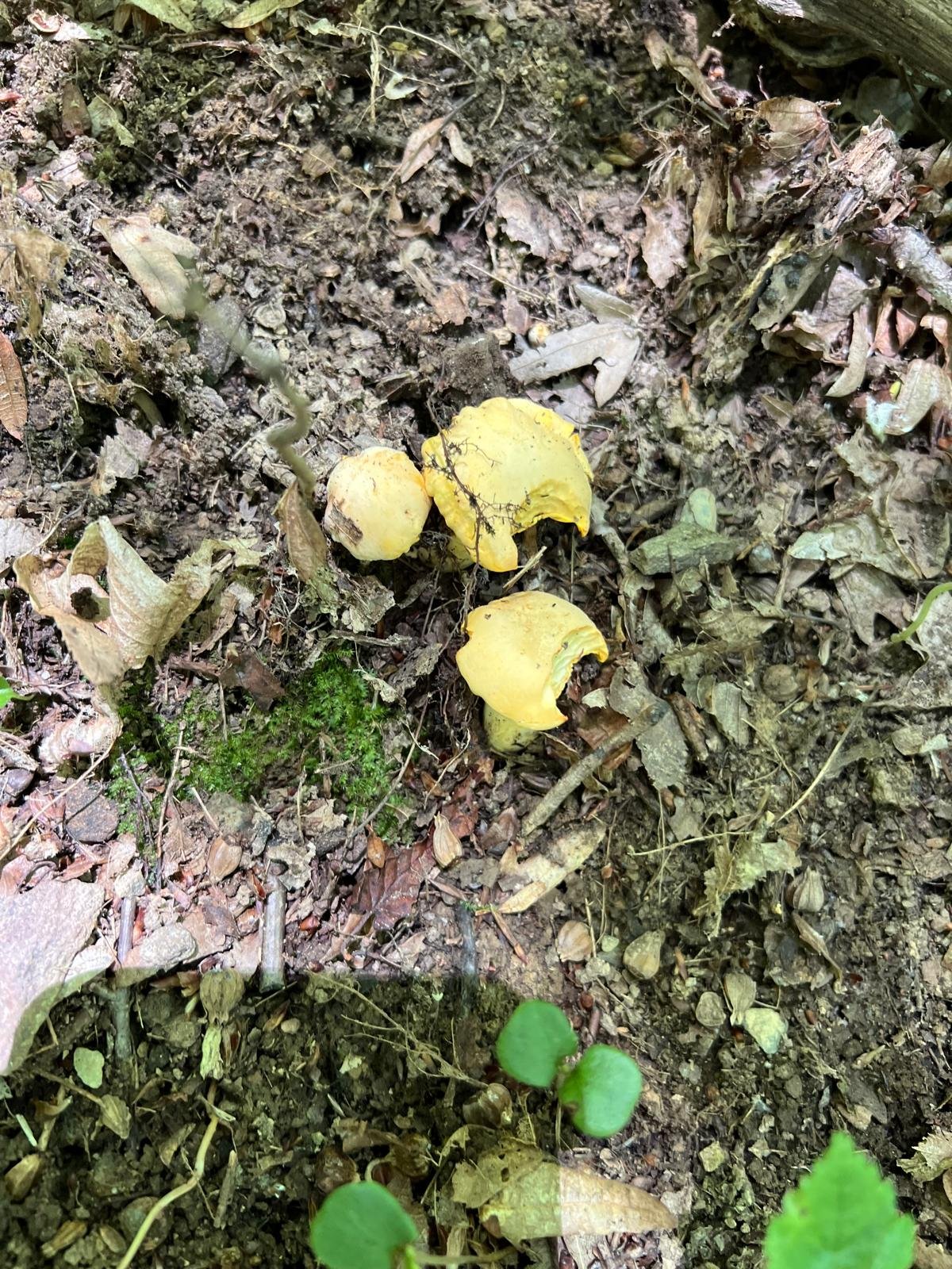 Field sampling for project