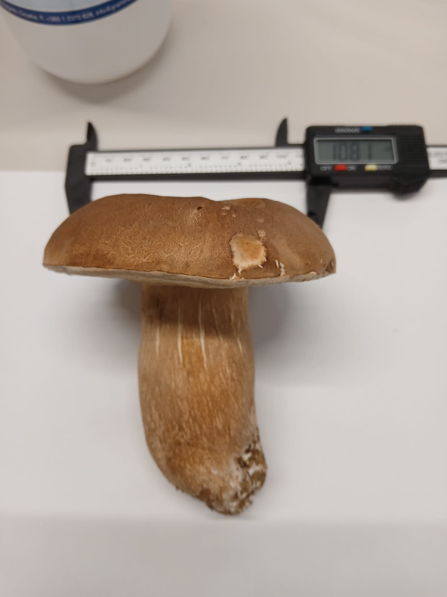 Lab analysis of mushroom samples