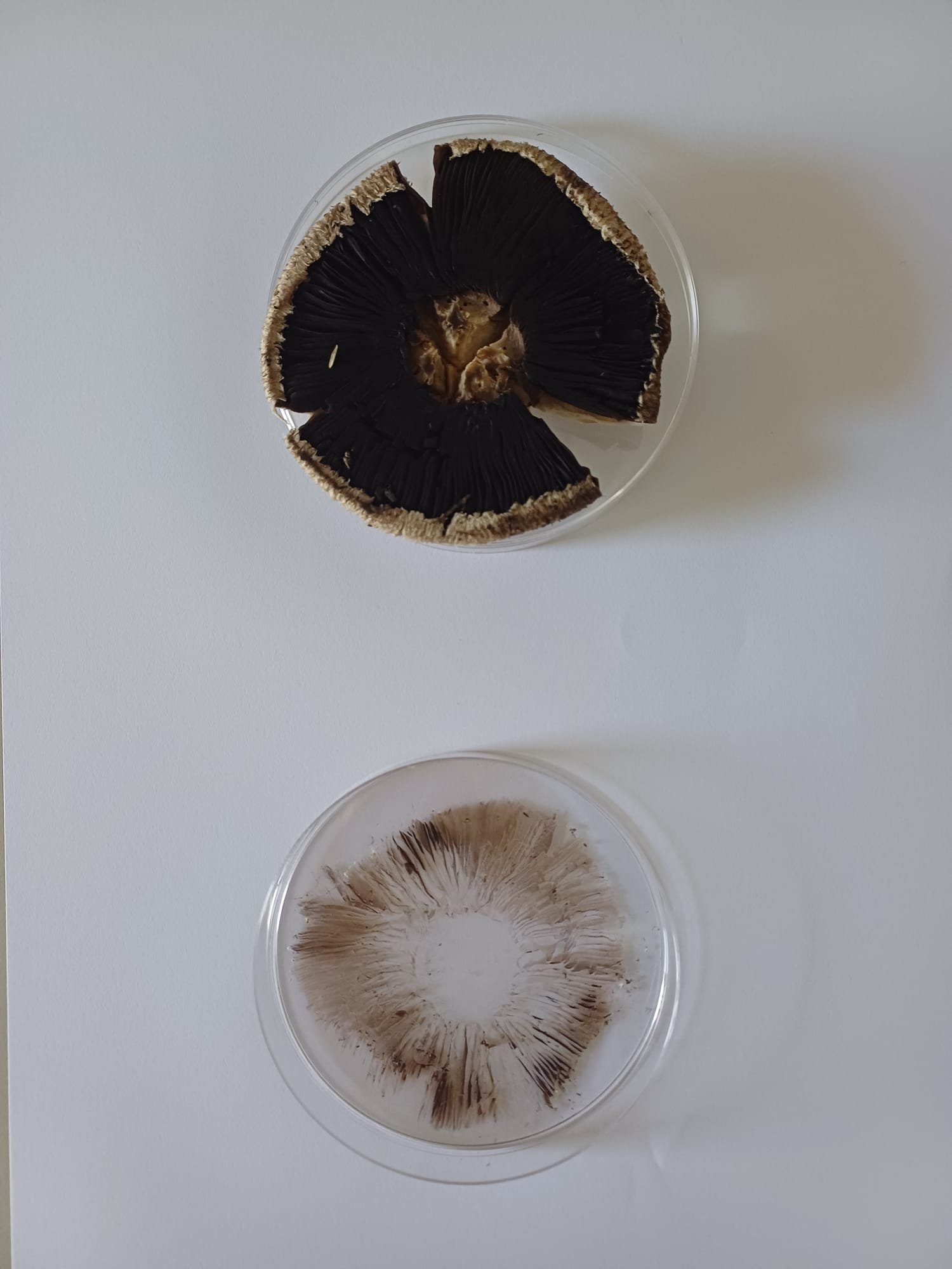 Lab analysis of mushroom samples