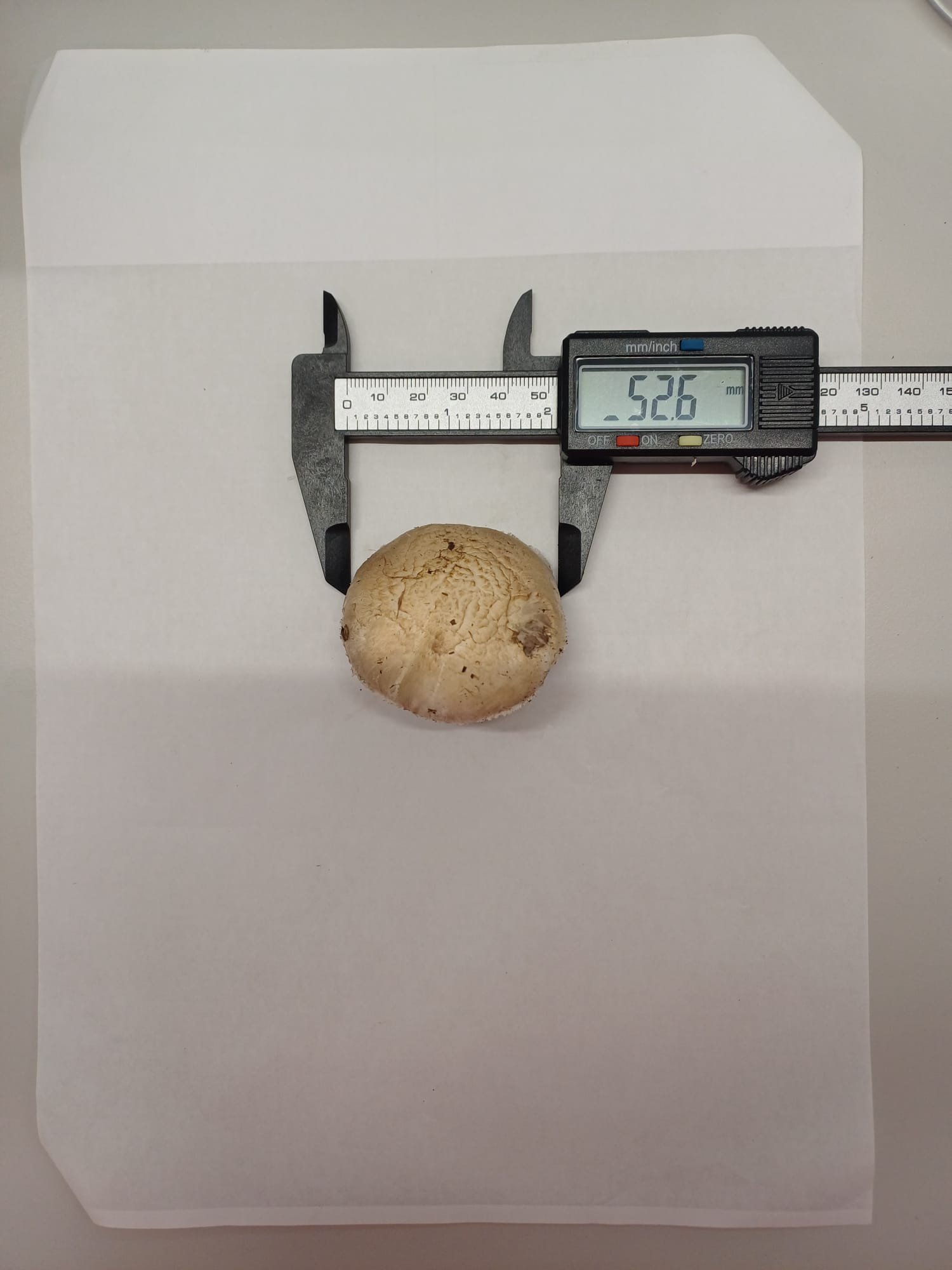 Lab analysis of mushroom samples