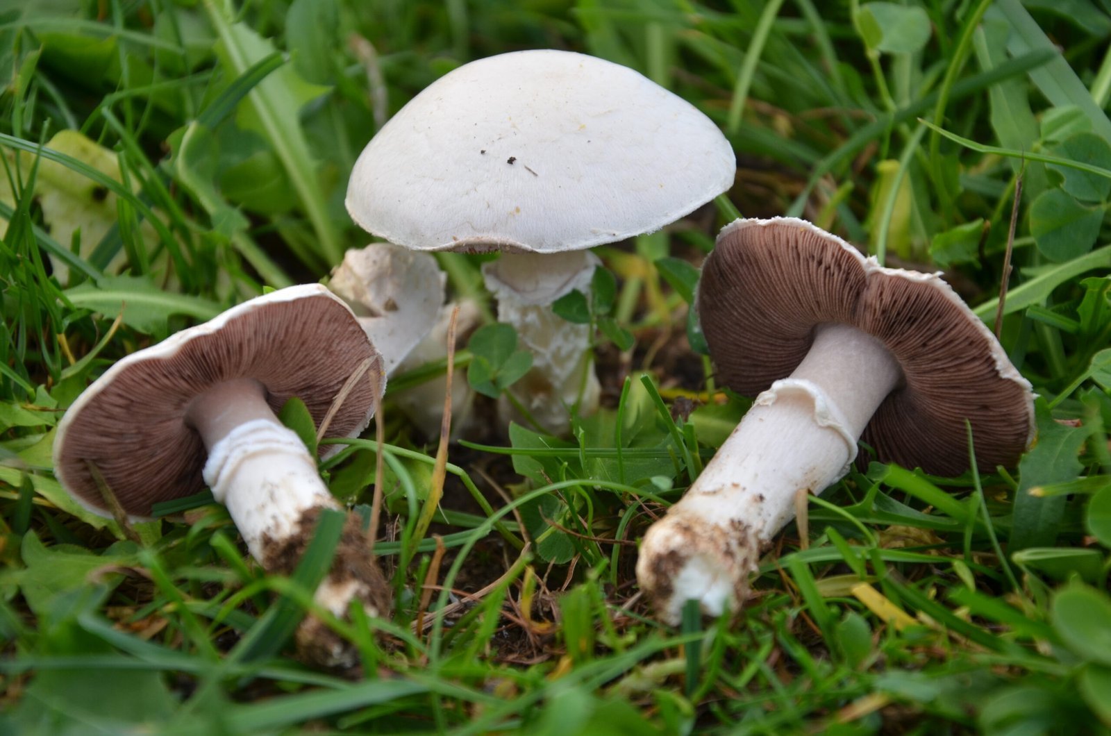 GenBioM field work